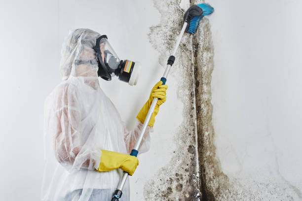 Professional Mold Removal in Adel, IA