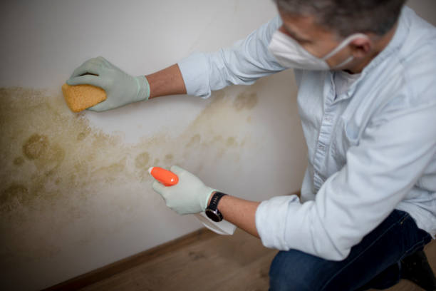 Best Mold Damage Repair  in Adel, IA