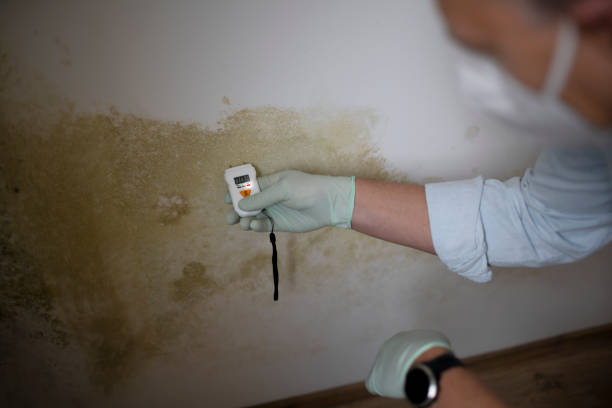 Best Black Mold Removal  in Adel, IA