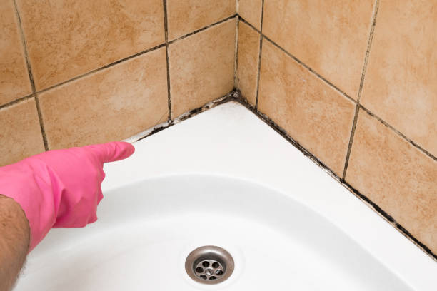 Best Emergency Mold Removal  in Adel, IA